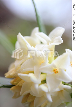 沉花花 沉花花 4365292