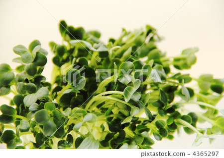 蘿蔔芽 蘿蔔芽 4365297