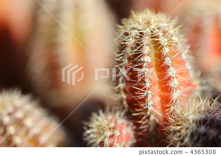 Winter sandalwood 4365308