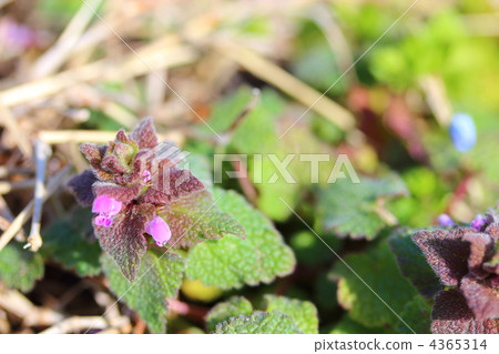 Himeodoricosoum 4365314