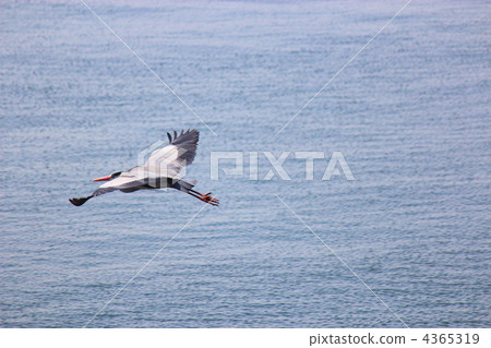 The expanding bluefin and the ocean The expanding bluefin and the ocean 4365319