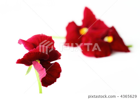 Pansy的愛情故事 Pansy的愛情故事 4365629