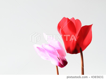 仙客來夫婦 4365631