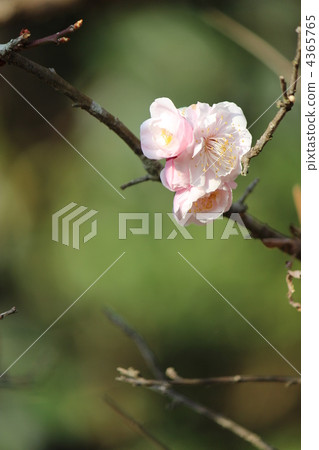Bungo Plum 4365765