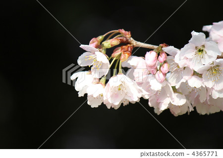 Kanzakura 4365771