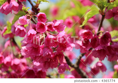 漢櫻 漢櫻 4365774