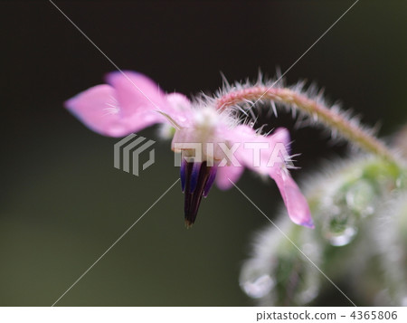 Polydioctylfluorene Polydioctylfluorene 4365806