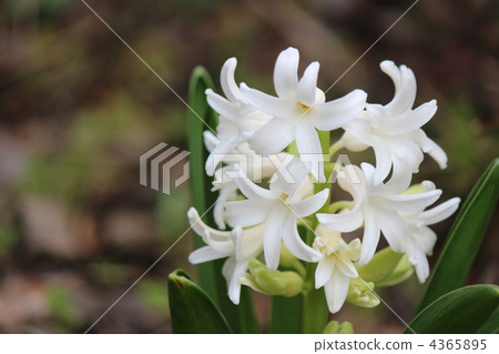 Hyacinth Hyacinth 4365895