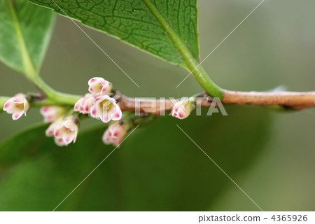 久崎雌花 久崎雌花 4365926
