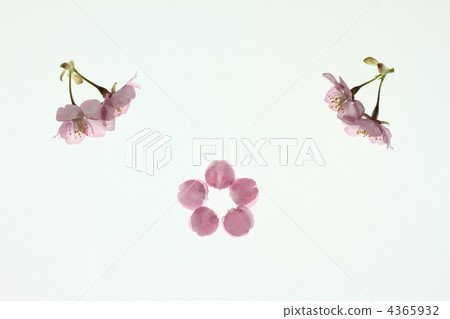 Kawazu Sakura 1 Kawazu Sakura 1 4365932