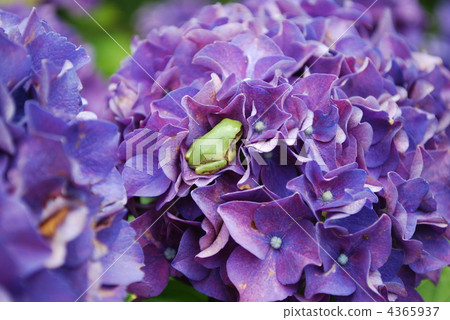 Hydrangea and frog Hydrangea and frog 4365937