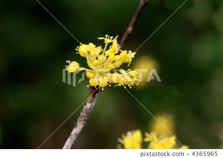 Sanshui Sanshui 4365965