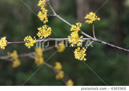 Sanshui Sanshui 4365968