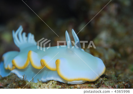 海參 海參 4365996