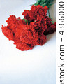 Carnation  4366000