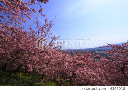 Kawazu櫻花的風景 4366018