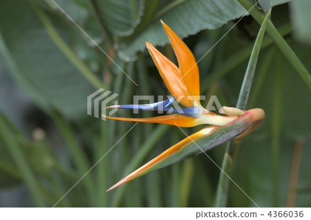 鶴望蘭 來自南非 耐寒的多年生植物 4366036