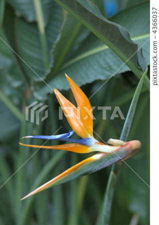 鶴望蘭 來自南非 耐寒的多年生植物 4366037