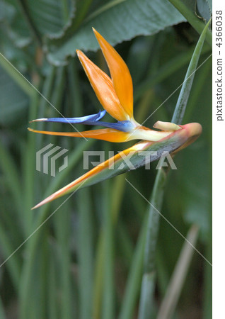 original from south africa, bird of paradise flower, cold-resistant perennial plants 4366038