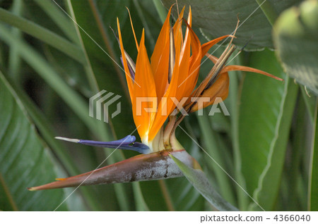 bird of paradise flower, sutorerichia-regine, strelitzia 4366040
