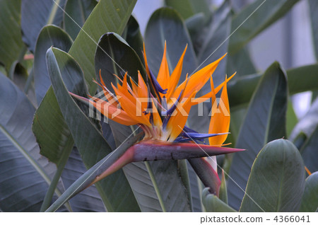 bird of paradise flower, sutorerichia-regine, strelitzia 4366041