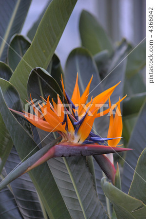 鶴望蘭 來自南非 耐寒的多年生植物 4366042