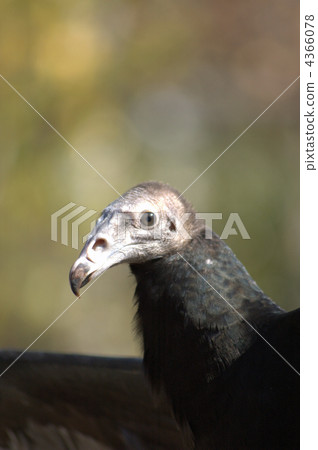 turkey vulture, condor, higashiyama animals and plants garden 4366078