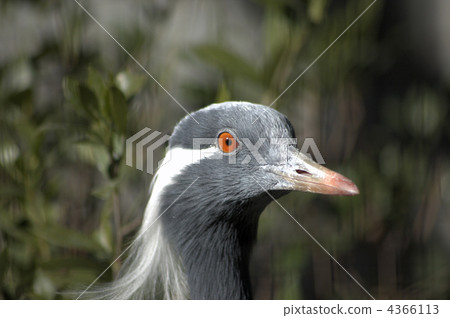 fraud, heron, wild bird 4366113