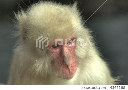 日本獼猴 陸生動物 猴子 4366168