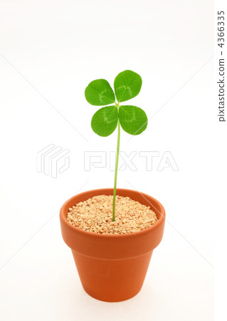 four Leaf Clover  4366335