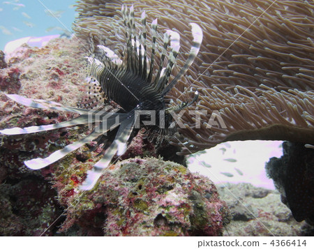 Hanturkey魚 Hanturkey魚 4366414