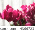 cyclamen, floral arrangement, flower arrangement 4366723