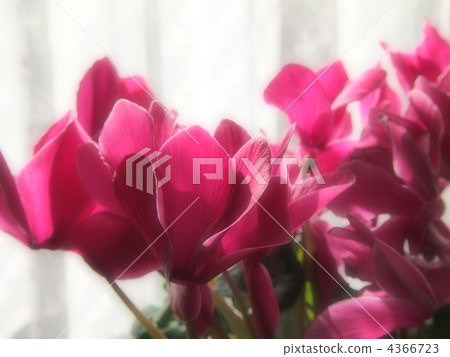 cyclamen, floral arrangement, flower arrangement 4366723