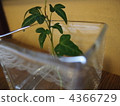 ivy, glass 4366729