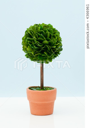 盆栽的樹 4366961