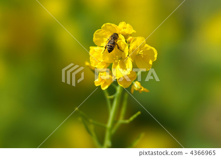 強姦花和蜜蜂 強姦花和蜜蜂 4366965