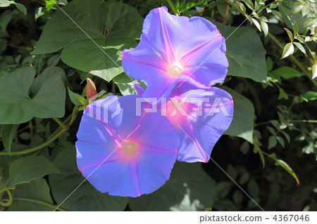 喇叭花 喇叭花 4367046