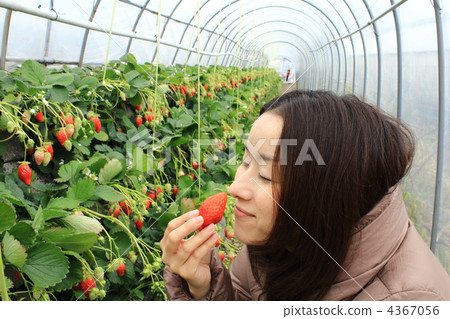 Strawberry picking Strawberry picking 4367056