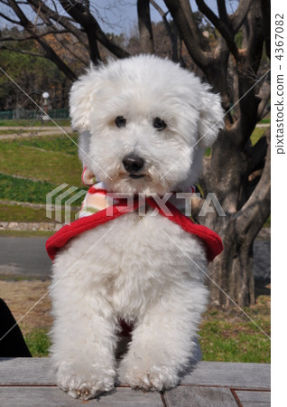 poodle, toy poodle, dog 4367082
