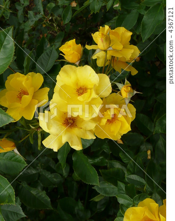 Rose Surprise Rose Surprise 4367121
