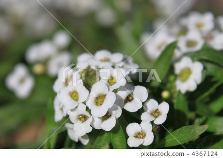Sweet alicantum 4367124