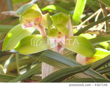 noble orchid, eastern orchid, bright green 4367148