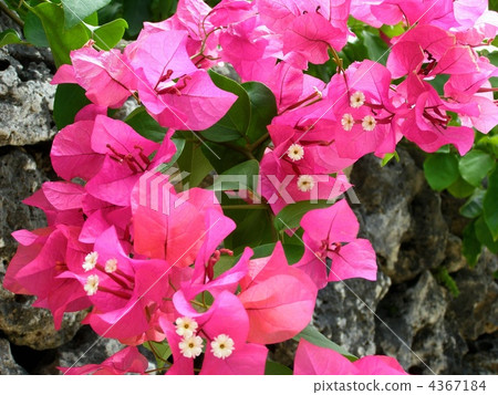 Flower language is passion ~ Bougainvillea Flower language is passion ~ Bougainvillea 4367184