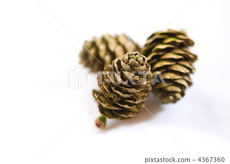 pinecone, three, pinetree 4367360