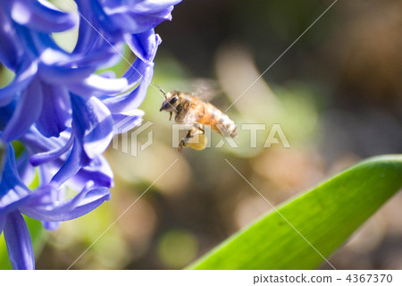 hyacinth, hyacinths, hyacinthus 4367370