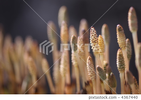 發芽萌芽 發芽萌芽 4367440