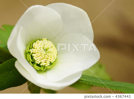 Christmas rose 4367441