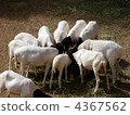 goat, goats, terrestrial animal 4367562