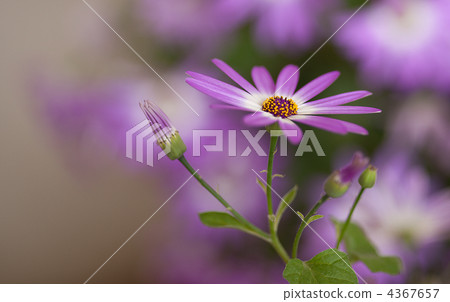 sweet osmanthus, plant, vegetative 4367657