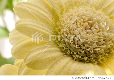雛菊 雛菊 4367677